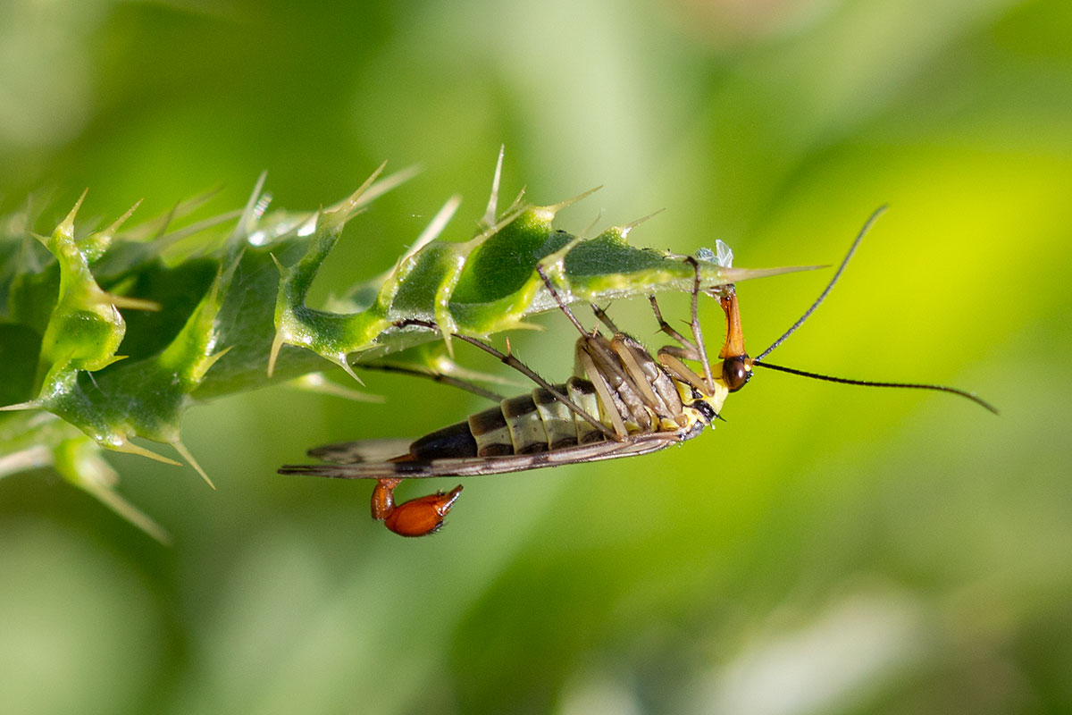 De Schorpioenvlieg, Het Vogelbekdier Van Het Insectenrijk